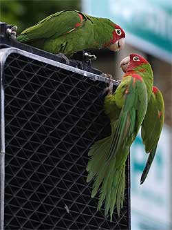 parrot discussion