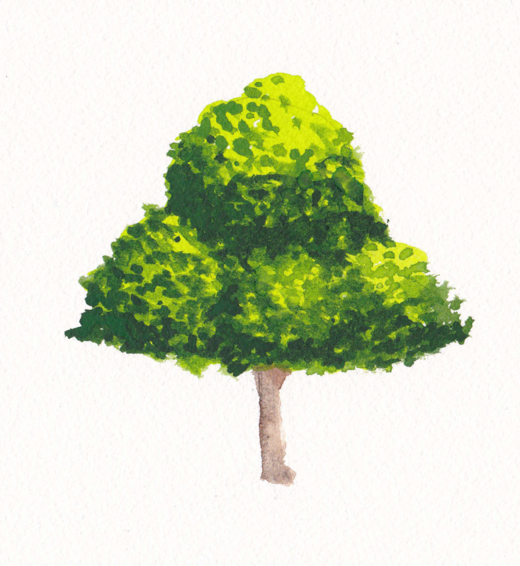 watercolor tree